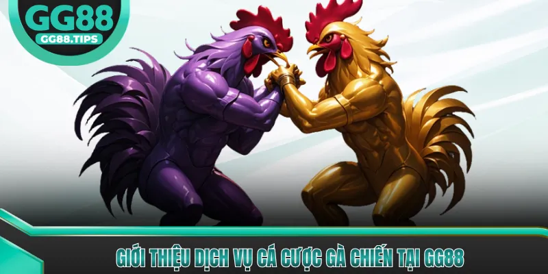 Giới thiệu dịch vụ cá cược gà chiến tại GG88